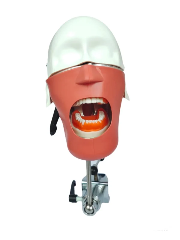 EL banna Dummy Head Advanced Type