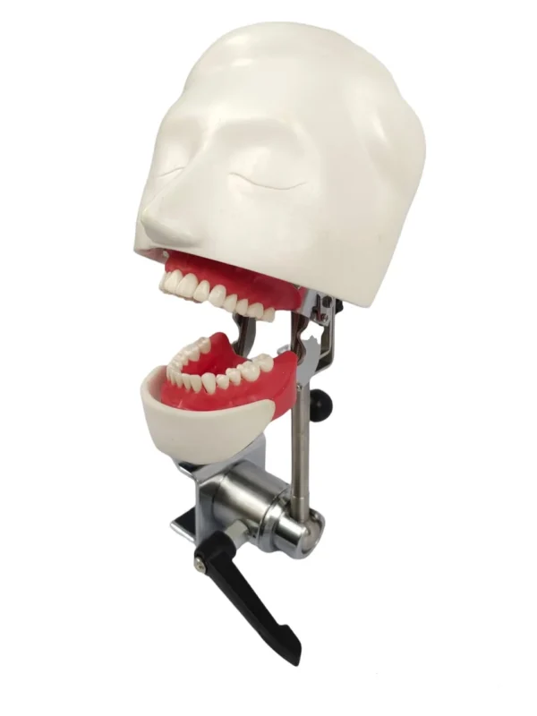 EL banna Dummy Head Simple Type