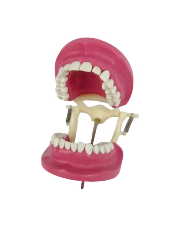 Banna Cast Plastic Articulator