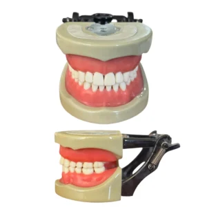 Banna Soft Gingiva Cast MH-03